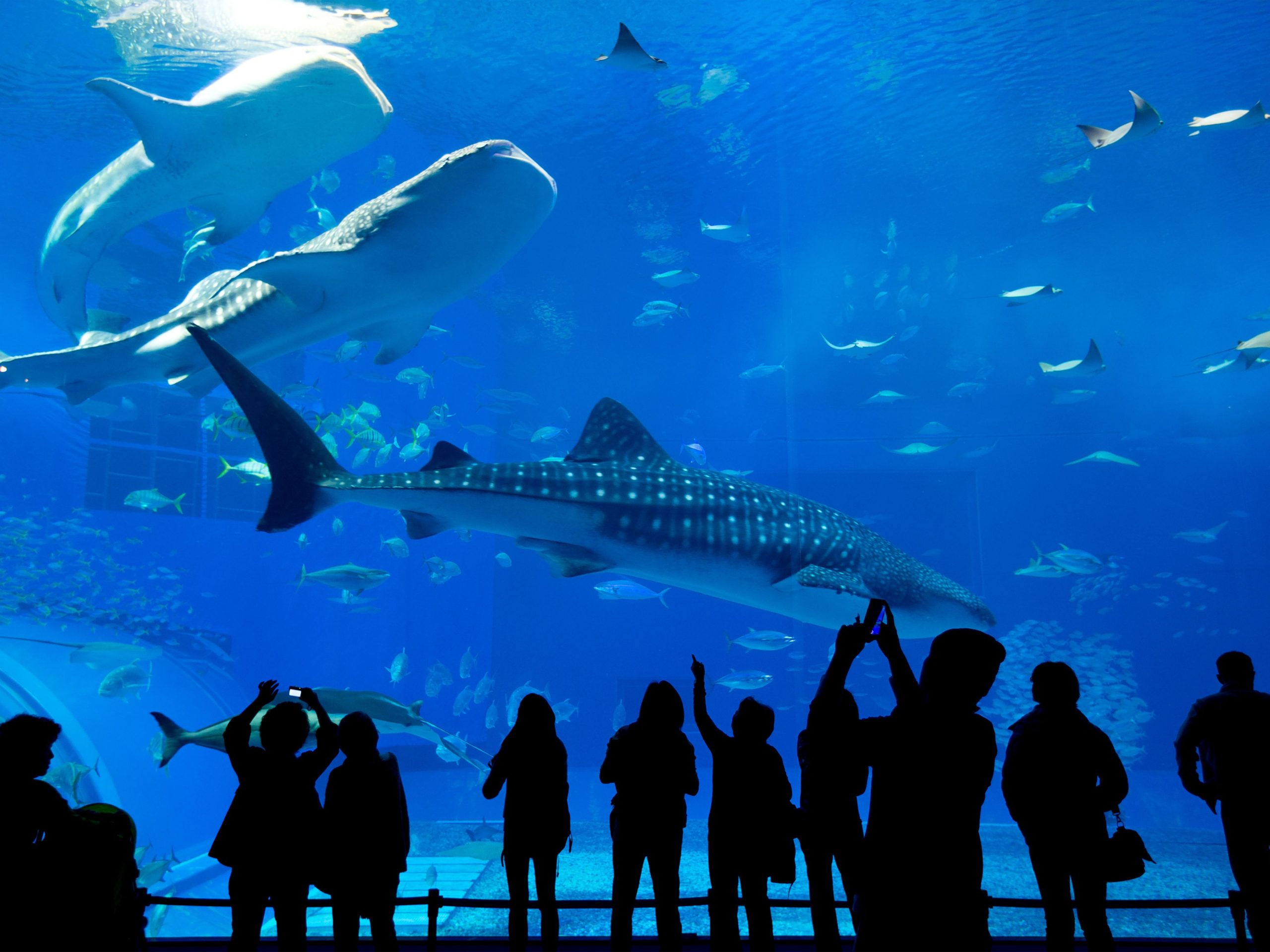 Mystic Aquarium