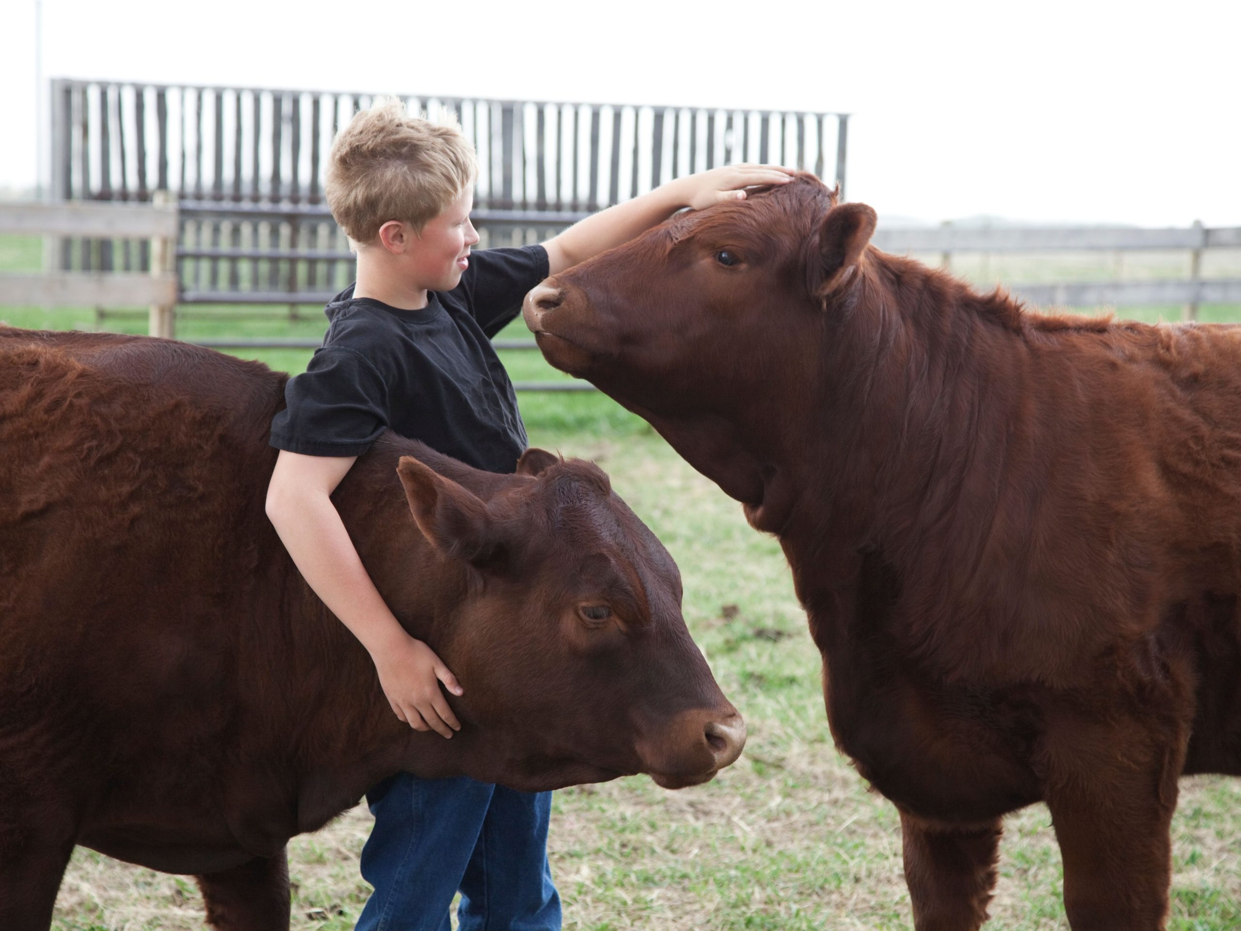 Tolland county 4H Fair ground scene boy with a cow